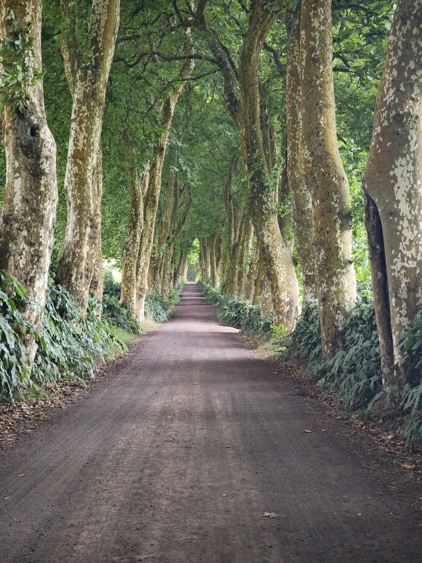 Avenida dos Plátanos, Povoação, São Miguel